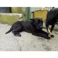 Foto dell\'animale Comune di Salerno - 380260042783533