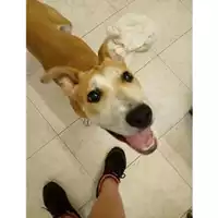 Foto dell\'animale Comune di Salerno - 380260004056733