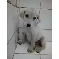 Foto dell\'animale Comune di Salerno - 380260004057495