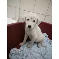 Foto dell\'animale Comune di Salerno - 380260004057497