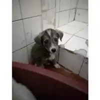 Foto dell\'animale Comune di Salerno - 380260004057469