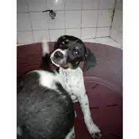 Foto dell\'animale Comune di Salerno - 380260004057467