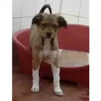 Foto dell\'animale Comune di Salerno - 380260101062059