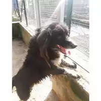 Foto dell\'animale Comune di Salerno - 380260040042904