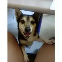 Foto dell\'animale Comune di Salerno - 380260000368015