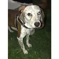 Foto dell\'animale Comune di Salerno - 380260042783605