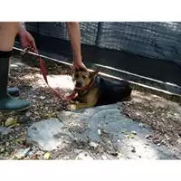 Foto dell\'animale Comune di Salerno - 