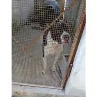 Foto dell\'animale Comune di Salerno - 380260004057558