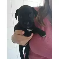 Foto dell\'animale Comune di Salerno - 380260042996470