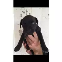 Foto dell\'animale Comune di Salerno - 380260042991591