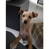Foto dell\'animale Comune di Salerno - 380260004056286