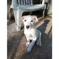 Foto dell\'animale Comune di Salerno - 380260042993795