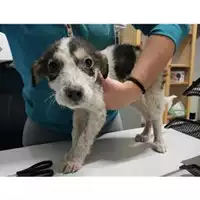 Foto dell\'animale Comune di Salerno - 380260042336122