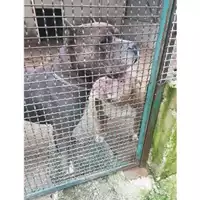 Foto dell\'animale Comune di Salerno - 380260002179111