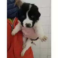 Foto dell\'animale Comune di Salerno - 380260042994386