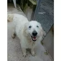 Foto dell\'animale Comune di Salerno - 380260040401688