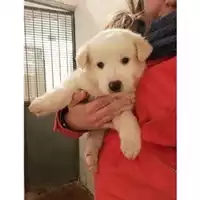 Foto dell\'animale Comune di Salerno - 380260004052925