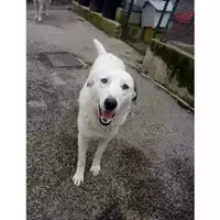 Foto dell\'animale Comune di Salerno - 380260042387268