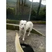 Foto dell\'animale Comune di Salerno - 380260042147492