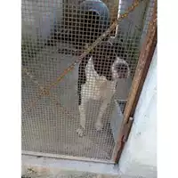 Foto dell\'animale Comune di Salerno - 380260004057558