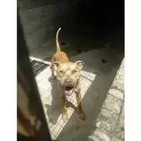 Foto dell\'animale Comune di Salerno - 380260042464445