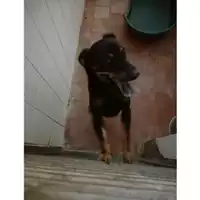 Foto dell\'animale Comune di Salerno - 380260004056291