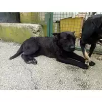 Foto dell\'animale Comune di Salerno - 380260042783533
