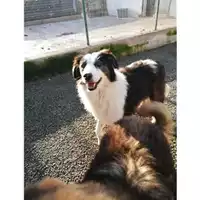 Foto dell\'animale Comune di Salerno - 380260040702595
