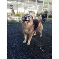 Foto dell\'animale Comune di Salerno - 380260040702776