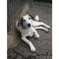 Foto dell\'animale Comune di Salerno - 380260010047113
