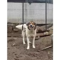 Foto dell\'animale Comune di Salerno - 380260040592350