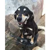 Foto dell\'animale Comune di Salerno - 380260041412708