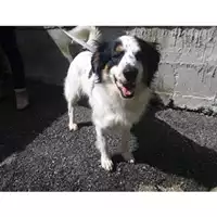Foto dell\'animale Comune di Salerno - 380260042459395