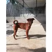 Foto dell\'animale Comune di Salerno - 380260042459080