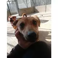 Foto dell\'animale Comune di Salerno - 380260042458752