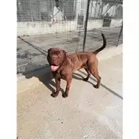 Foto dell\'animale Comune di Salerno - 380260004057260