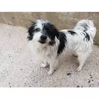 Foto dell\'animale Comune di Salerno - 380260004056637