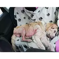 Foto dell\'animale Comune di Salerno - 380260004056615