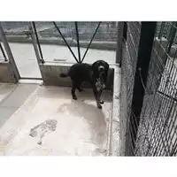 Foto dell\'animale Comune di Salerno - 380260042332797