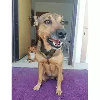 Foto dell\'animale Comune di Salerno - 380260042459143
