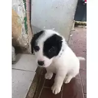 Foto dell\'animale Comune di Salerno - 380260042333713