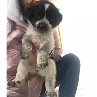 Foto dell\'animale Comune di Salerno - 380260042387837