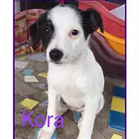 Foto dell\'animale Comune di Salerno - 380260042333582