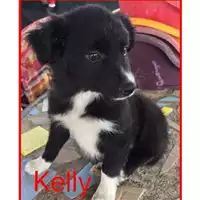 Foto dell\'animale Comune di Salerno - 380260042332287