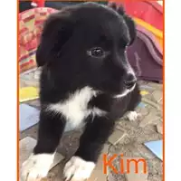 Foto dell\'animale Comune di Salerno - 380260042332441