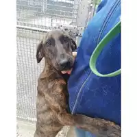Foto dell\'animale Comune di Salerno - 380260042332657