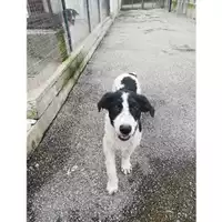 Foto dell\'animale Comune di Salerno - 380260042332668