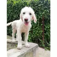 Foto dell\'animale Comune di Salerno - 380260042332823