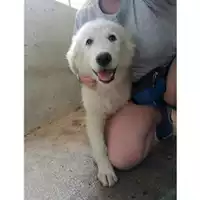 Foto dell\'animale Comune di Salerno - 380260042339064