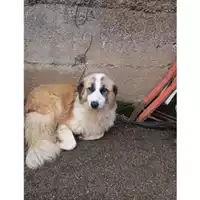 Foto dell\'animale Comune di Salerno - 380260040702890
